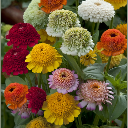 Crested Petal Zinnia Seeds 25 Count Tall Annual Flowers With Ruffled Crown Blooms