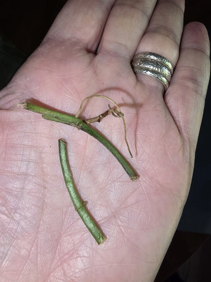 Monstera Obliqua Peru Unrooted Runner Node Cuttings Set of 3 for Propagation Houseplant