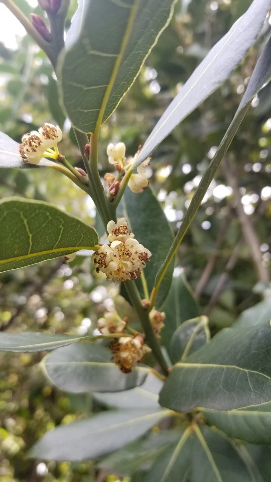 Bay Laurel Tree Cuttings – 10 Unrooted Laurus Nobilis Stem Cuttings, Bay Leaf Plant for Propagation