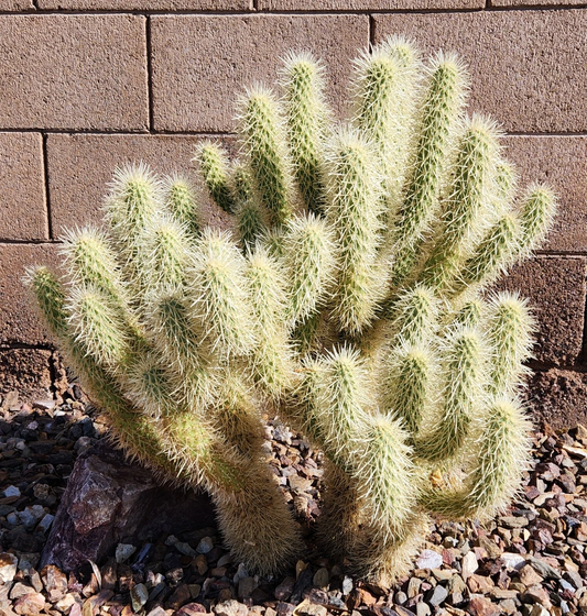 Teddy Bear Cholla Cactus Cutting – Cylindropuntia bigelovii Unrooted Segment for Desert Garden Propagation
