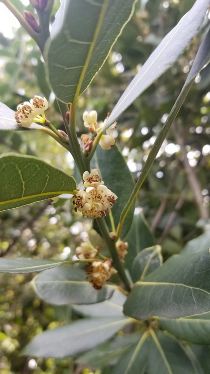 Bay Laurel Tree Cuttings – 5 Live Unrooted Laurus Nobilis Stems, Culinary Bay Leaf Plant for Garden Propagation