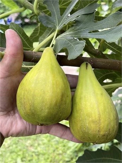 Dalmatie Fig Unrooted Cutting – Ficus carica Cultivar, 3+ Nodes, Over 8 Inch Fig Tree Cutting for Propagation