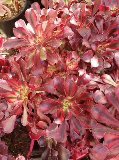 Aeonium Medusa Succulent Cuttings Set of 2 Unrooted Live Rosette Starters for Propagation