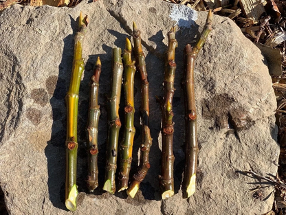 Fig Tree Cuttings – 3 Live Ficus Carica Cuttings for Planting, Fruit Tree Propagation, Garden or Home Orchard
