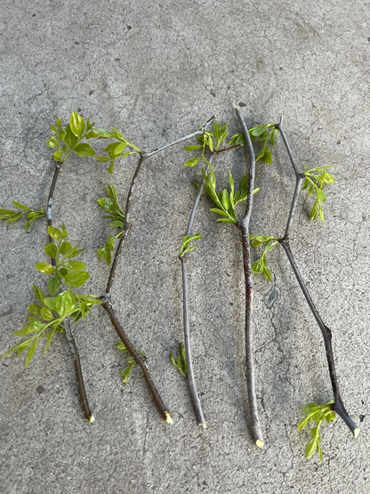 Lang Jujube Tree Cuttings – 5 Chinese Red Date Cuttings, Ziziphus Jujuba Fruit Tree for Propagation