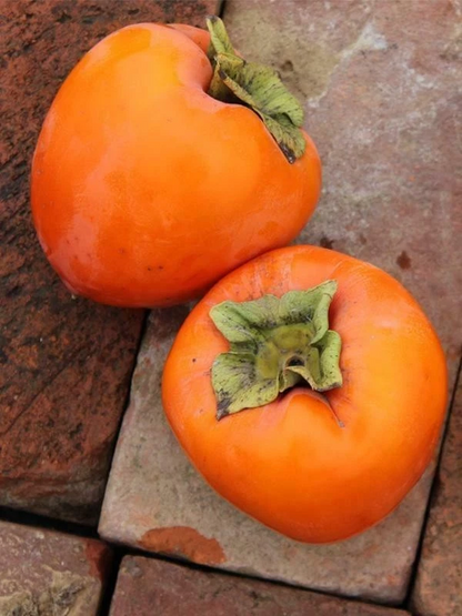 Hachiya Persimmon Tree Cuttings – 4 Unrooted Diospyros kaki Cuttings 6–8 Inch Long for Rooting or Grafting