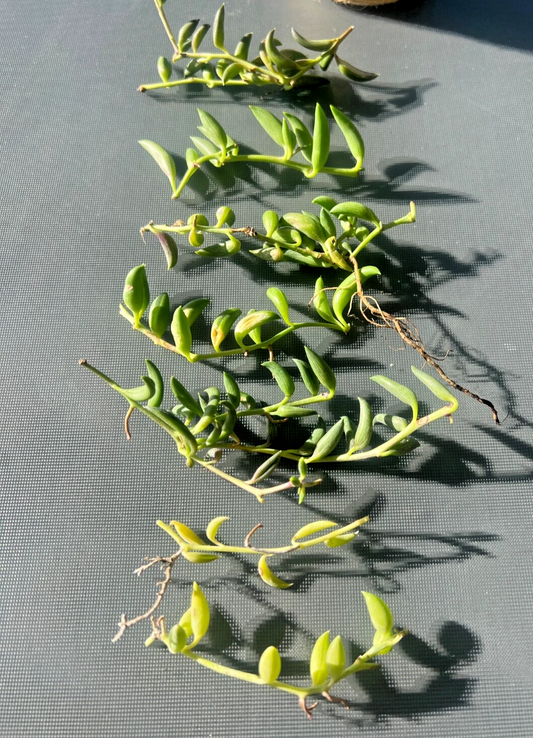 String of Bananas Succulent Cuttings Live, Curio Radicans Trailing Plant for Propagation Set of 3