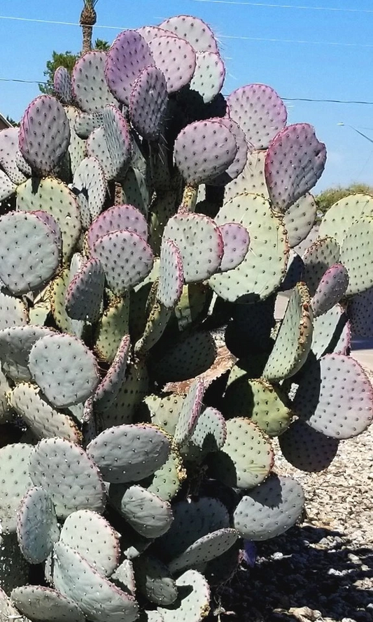 Santa Rita Purple Prickly Pear Cactus Cuttings – 3 Opuntia Violacea Pads, 5–6 Inch Live Cactus for Propagation