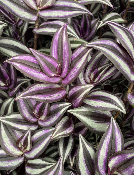 Organic Tradescantia Zebrina Cuttings – 5 Wandering Jew Plant Cuttings, Purple Green Trailing Houseplant, Ready to Plant