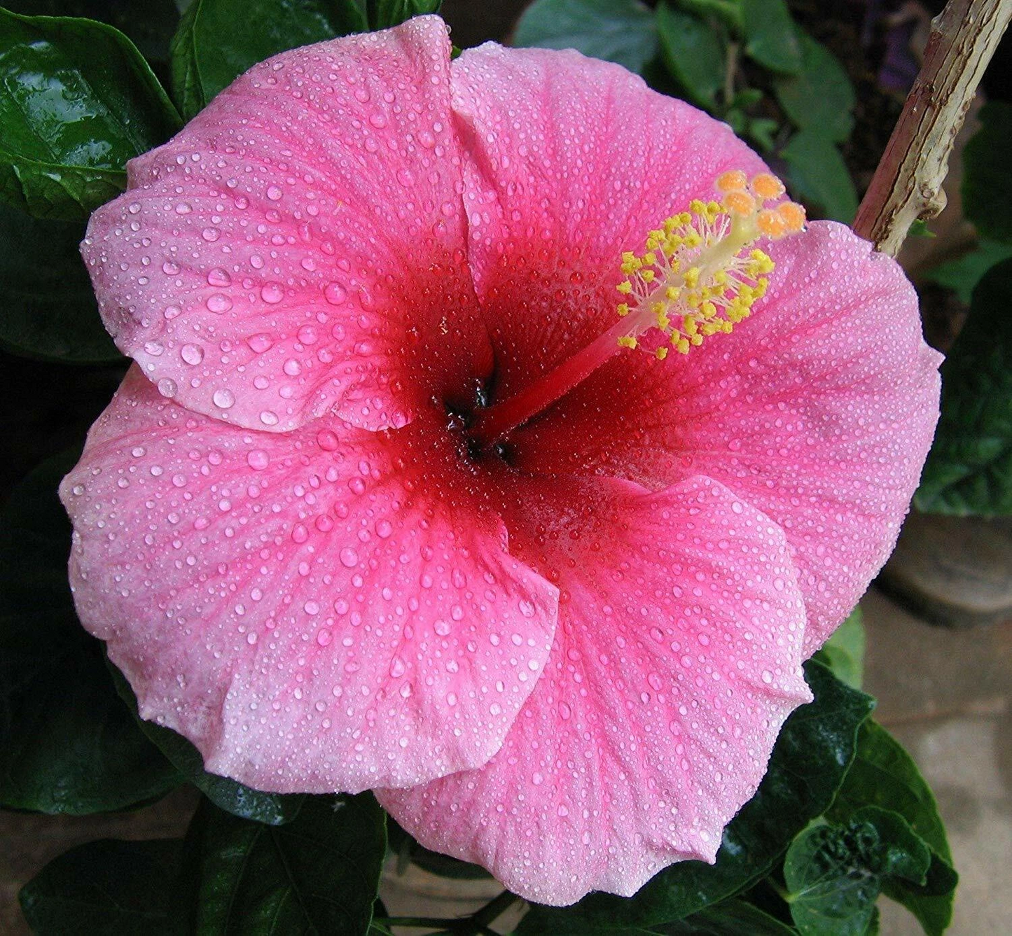 Hawaiian Pink Hibiscus Plant Cutting Live Tropical Flower 1 Cutting 2–4 Inch