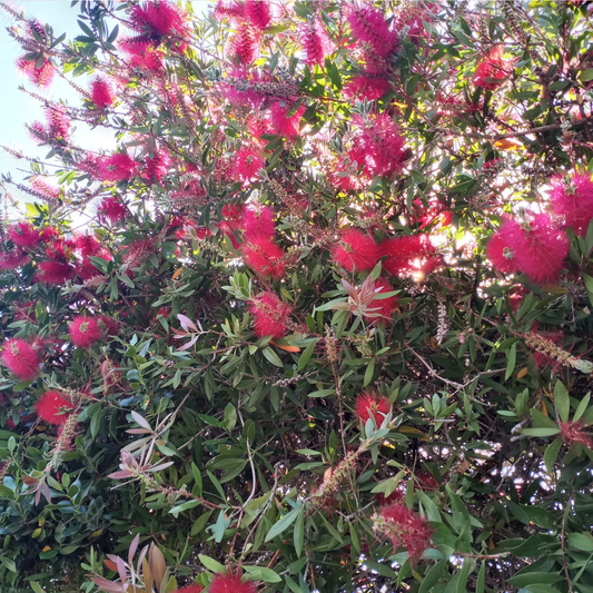 Crimson Bottlebrush Cuttings – 6 Callistemon Citrinus Cuttings 4–6 Inches Long for Rooting
