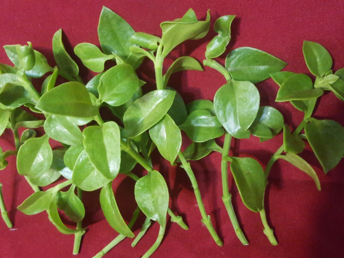 Sun Rose Red Apple Cuttings, 10 Aptenia cordifolia Cuttings 4–6 Inch for Rooting