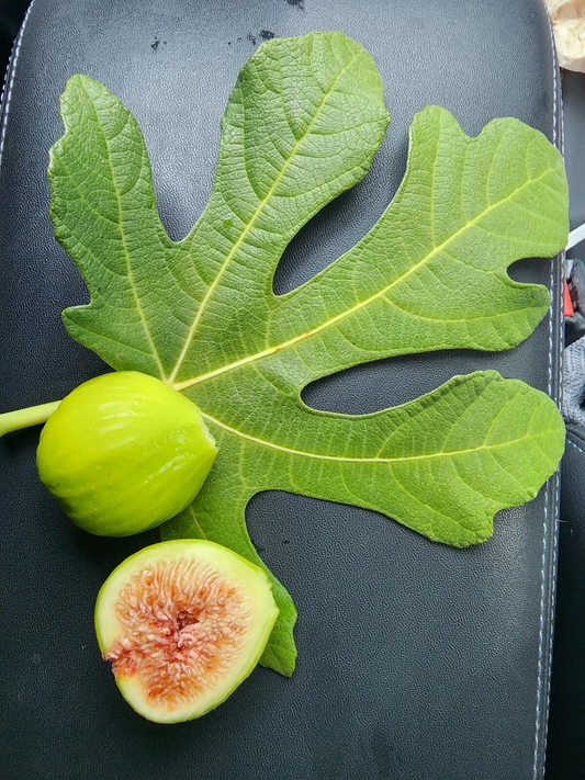 White Kadota Fig Cuttings – 2 Unrooted Ficus carica Cuttings for Propagation, Outdoor Fruit Tree