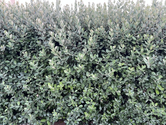 Pineapple Guava Feijoa Cuttings – 10 Fresh Unrooted Acca sellowiana Cuttings, 6–8 Inch, Hardy Zones 7b–11