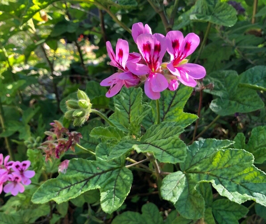 Lavender Pink Pepper Scented Geranium Cuttings – 4 Unrooted Pelargonium Live Plant Cuttings, 6 Inch Fragrant Foliage
