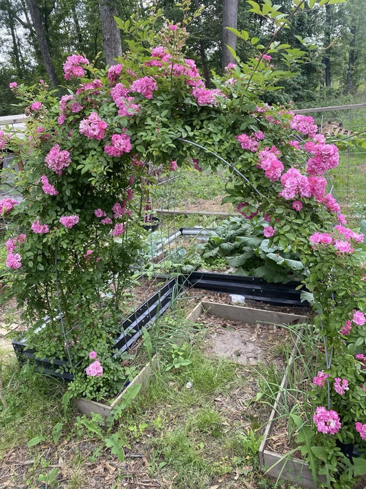 Peggy Martin Rose Cuttings – 10 Unrooted Pink Rose Cuttings 10 Inch Long, Rosa Climbing Shrub for Propagation