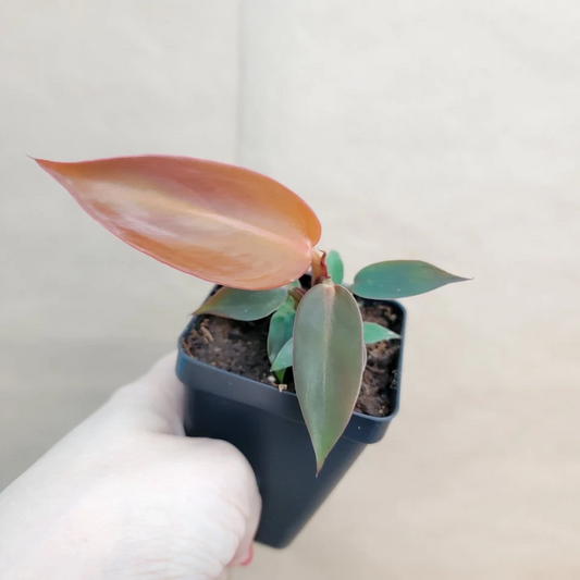 Philodendron Red Sun Live Tropical Aroid Houseplant Starter Plant 3 Inch Pot
