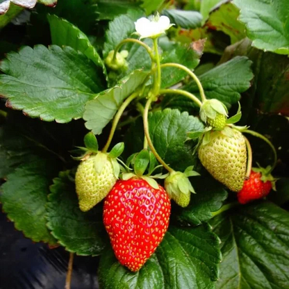 Fort Laramie Everbearing Strawberry Bare Roots Set of 10, Cold Hardy Strawberry Plants for Garden and Container Growing