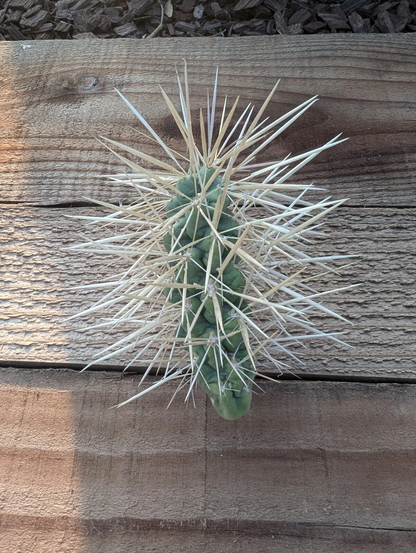 Jumping Cholla Cactus Live Cutting – Cylindropuntia Fulgida Unrooted Cactus Segment for Desert Garden Planting