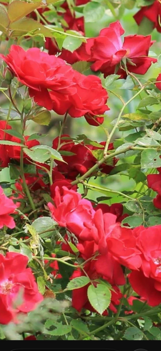 Red Double Knock Out Rose Cuttings, 3 Live Cuttings 6–8 Inch Length