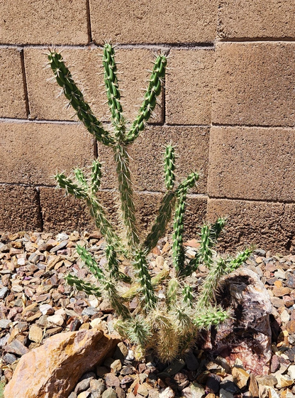 Tree Cholla Cactus Cutting – Cylindropuntia imbricata Live Unrooted Cactus Segment, Desert Outdoor Plant