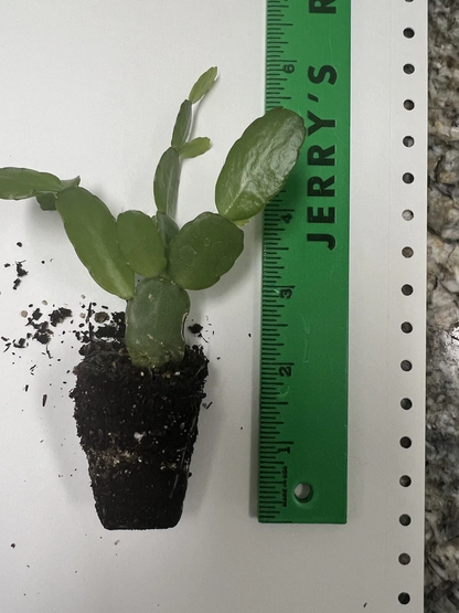 Easter Cactus White Spring Sunrise Rooted Plant – Rhipsalidopsis Hatiora Indoor Flowering Cactus