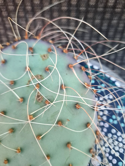 Opuntia Azurea Parva Cactus Cutting, Live Blue Prickly Pear Starter