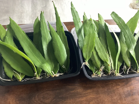 Queen of the Night Cactus Cutting – Epiphyllum oxypetalum Unrooted Leaf Cactus 4–12 Inch Live Cutting