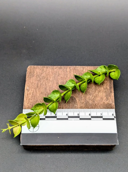 Dischidia ruscifolia Cutting – Million Hearts Plant, One Unrooted Vine Cutting for Propagation