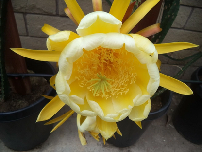 Yellow Dragon Fruit Palora – 3–4in Mature Cutting, Live Selenicereus Megalanthus Starter Stem for Rooting