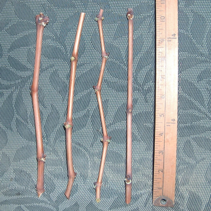 Sugar Sweet Seedless Green Grape Vine Cuttings, Table Grape Cuttings for Rooting and Propagation Set of 4