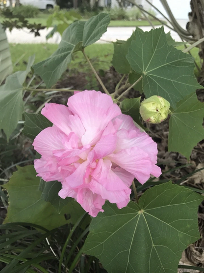 Confederate Rose Cuttings – 2 Live Hibiscus Mutabilis Unrooted Cuttings with Color Changing Flowers