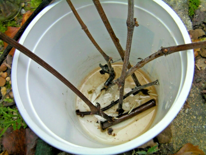 Pink and White Azalea Cuttings Set of 7 Unrooted Pieces for Rooting or Grafting Ornamental Shrub