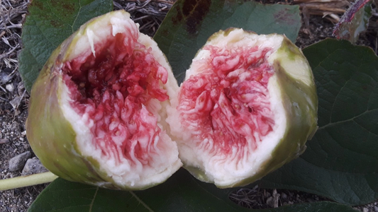 White Adriatic Fig Tree Cuttings – 5 Fresh Unrooted Ficus carica Scions for Propagation, Outdoor Fruit Tree
