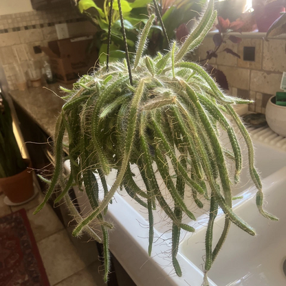 Dog Tail Cactus Unrooted Cuttings – 3 Aporocactus flagelliformis Trailing Succulent Cuttings for Propagation