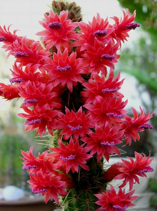 Cleistocactus samaipatanus – Large Unrooted Cutting Columnar Cactus Plant for Indoor or Outdoor Succulent Collection