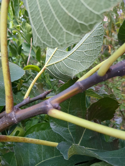 Bordissot Blanca Rimada Fig – 6 Unrooted Ficus carica Cuttings, Premium Variegated Fig Tree Scions for Grafting or Rooting