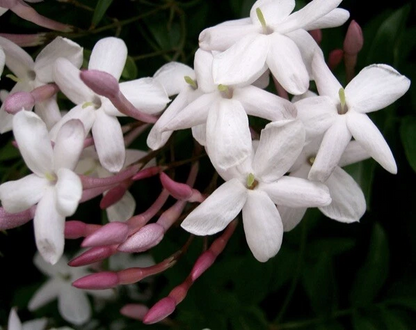 Pink Star Jasmine Cuttings – 5 Fresh Unrooted Stems for Rooting – Fragrant Flowering Vine Starter Plants