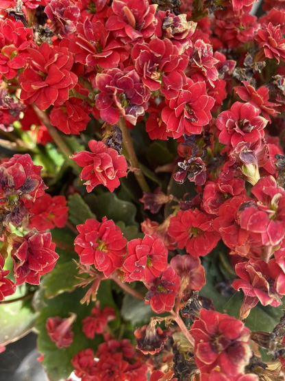 Red Kalanchoe Blossfeldiana Succulent Cuttings – Set of 2, Flowering Succulent for Planting