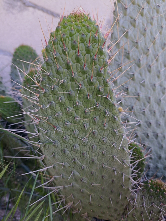 Consolea Moniliformis Unrooted Cactus Cutting 12 Inch – Opuntia Type Ornamental Cactus for Propagation