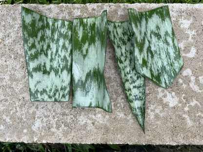 Sansevieria Snake Plant Leaf Cuttings – 9 Starter Cuttings, Hawaii Grown, Unrooted Houseplant Propagation