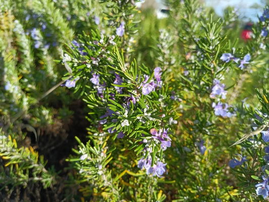 Organic Rosemary Live Cuttings – 12 Fresh 10" Herb Stems for Planting | Salvia rosmarinus | Aromatic Garden Starter Plants