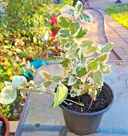 Variegated Creeping Fig Cuttings for Planting – 5 Unrooted Ficus Pumila Variegata Vine Stems, 6+ Inches