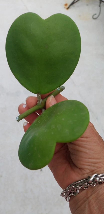 Hoya Kerrii Heart Shaped Vine Cutting for Planting – 2 Leaves with 1 Node, Unrooted Hoya Plant