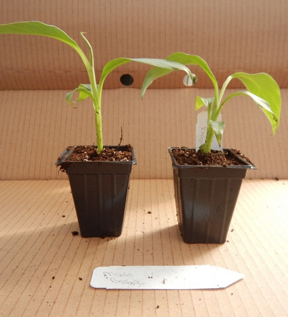 Basjoo Banana Tree Starter Plant – Small Rooted Musa basjoo Live Banana Plant, Cold Hardy Outdoor Tropical