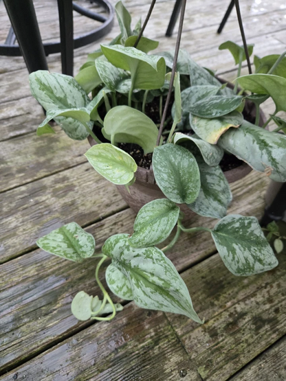 Pothos Silver Lady Cutting – Live Variegated Pothos Vine Starter – Easy Houseplant for Growing & Propagation