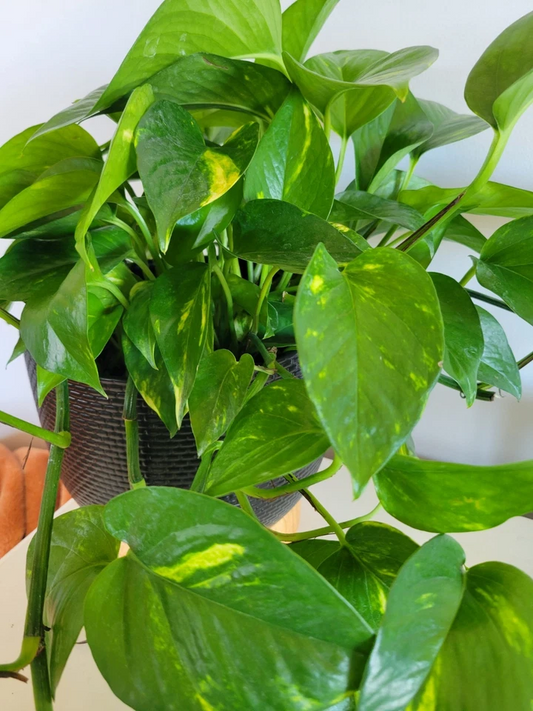 Pothos Hawaiian Cuttings – 3 Fresh Unrooted Epipremnum aureum Cuttings, Golden Variegated Indoor Houseplant