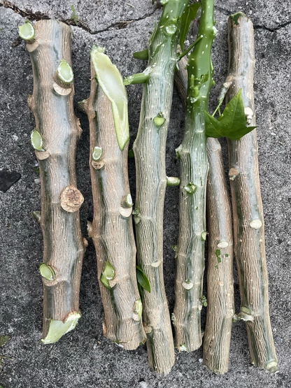10 Chaya Maya Tree Spinach Cuttings – Cnidoscolus aconitifolius – Fresh Unrooted 6–8 Inch Stems for Planting
