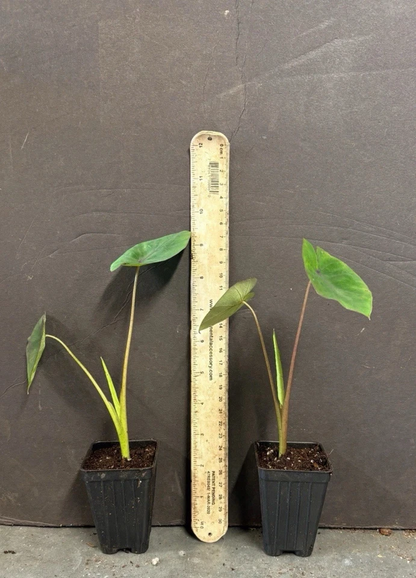 Hawaiian Punch Elephant Ear Starter Plant – Small Rooted Colocasia Esculenta for Garden or Container Growing