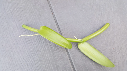 Vanilla Bean Orchid Unrooted Cutting – Vanilla planifolia 12 Inch Live Orchid Vine Cutting for Propagation